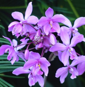 Spathaglotis - Ground orchid